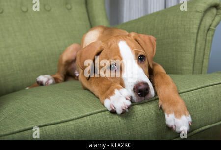 Fawn-Weiß Mischling Welpe Verlegung auf grünen Stuhl zu Hause Stockfoto