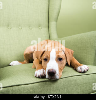 Fawn-Weiß Mischling Welpe Verlegung auf grünen Stuhl zu Hause Stockfoto