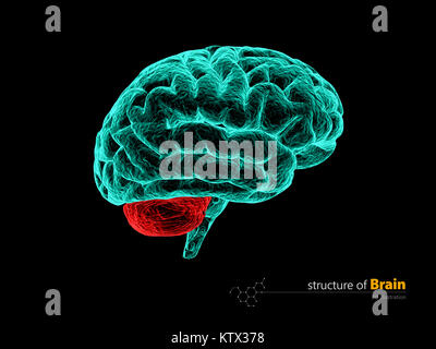 Menschliche Gehirn cerebelum, anatomischen Struktur. Die menschliche Anatomie des Gehirns 3d-Abbildung. Stockfoto