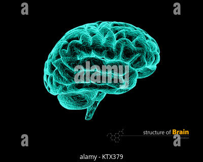 Menschliche Gehirn x-ray, anatomischen Struktur. Die menschliche Anatomie des Gehirns 3d-Abbildung. Stockfoto