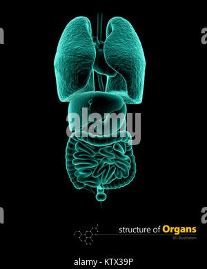 X-ray innere Organe, 3d Illustartion isolierte schwarze Hintergrund Stockfoto