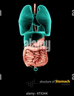 Menschlichen Magen und Verdauungstrakt, 3d Illustartion isolierte schwarze Hintergrund Stockfoto