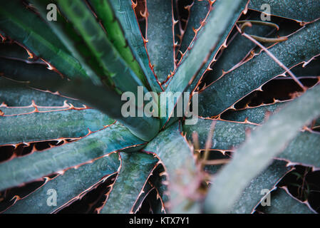 Auf agavaceae Blatt und Werk schließen Stockfoto