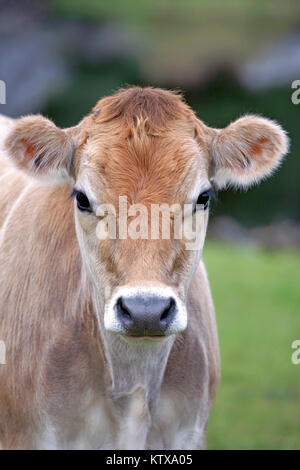 Closeup Portrait von Jersey Kuh Kalb Stockfoto