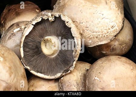 Closeup Detail der kleinen Portobello Pilze Kappen vor einem schwarzen Hintergrund.jpg Stockfoto