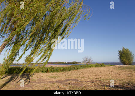 Trauerweide am Ufer des Flusses in der Stadt der Föderation Provinz Entre Rios, Argentinien Stockfoto