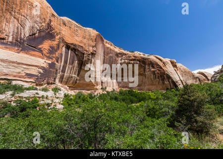 Navajo Sandstein in Lower Calf Creek Falls Trail, Grand Staircase-Escalante National Monument, Utah, Vereinigte Staaten von Amerika, Nordamerika Stockfoto