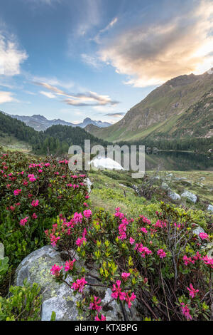 Rhododendren am See Cavloc bei Sonnenaufgang, Maloja, Bergell, Engadin, Kanton Graubünden, Schweiz, Europa Stockfoto