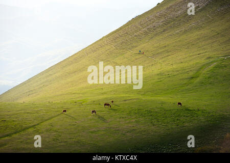 Pferde in die Felder bei Sonnenuntergang, Monte Cucco Park, Apennin, Umbrien, Italien, Europa Stockfoto