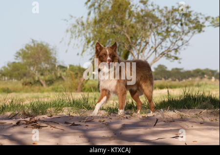Mongrel hund Kreuze sibirischen Walking im Freien Stockfoto