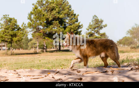 Mongrel hund Kreuze sibirischen Walking im Freien Stockfoto