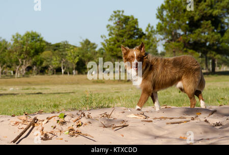 Mongrel hund Kreuze sibirischen Walking im Freien Stockfoto