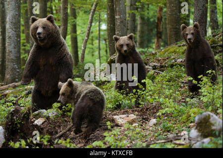 Europäische Braunbären (Ursus arctos) und Jungen, Slowenien, Europa Stockfoto