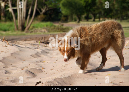 Mongrel hund Kreuze sibirischen Walking im Freien Stockfoto