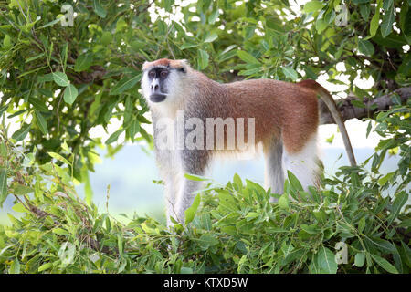 Alpha Male Husarenaffe auf der Suche, Murchison Falls Nationalpark, Uganda, Afrika Stockfoto