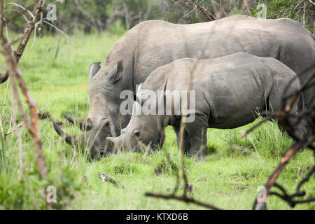 Südliche Breitmaulnashörner, Mutter und Kalb, Ziwa Rhino Sanctuary, Uganda, Afrika Stockfoto