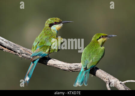 Swallow-tailed Bienenfresser (Merops hirundineus) Erwachsenen und Jugendlichen, Kgalagadi Transfrontier Park, Südafrika, Afrika Stockfoto