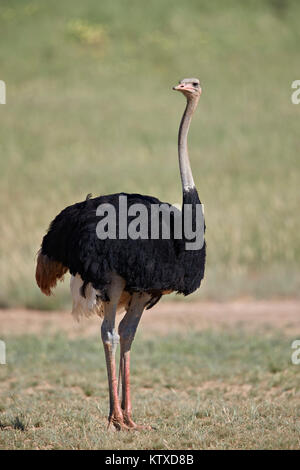 Gemeinsame Strauß (Struthio camelus), männlich in der Zucht Gefieder, Kgalagadi Transfrontier Park, Südafrika, Afrika Stockfoto