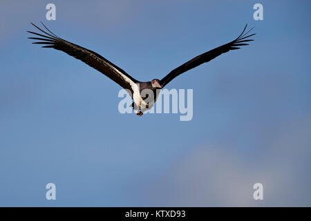 Abdim der Storch (Ciconia abdimii) im Flug, Kgalagadi Transfrontier Park, Südafrika, Afrika Stockfoto