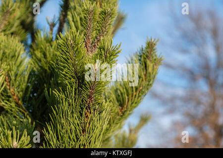 Nahaufnahme von Zweigen und Nadeln von Scotch pine oder Kiefern, Pinus sylvestris, jungen Baum im städtischen Umfeld. Oklahoma City, Oklahoma, USA. Stockfoto