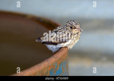 Wenig Kuckuck am Rande eines eisernen barrel Nahaufnahme Stockfoto