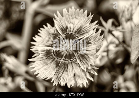 Single Sweet William Blume in Sepia Stockfoto