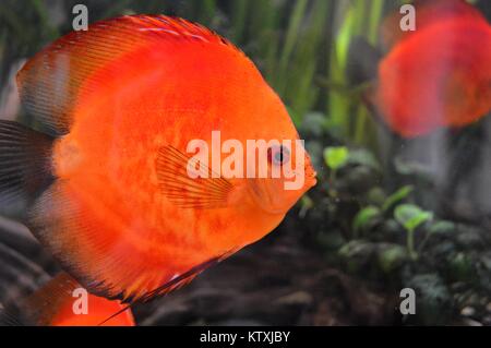 Wenig orange Fische Stockfoto