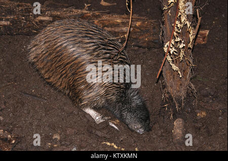 North Island brown Kiwi, Apteryx Australis, vergräbt seinen Schnabel in den Boden, auf der Suche nach Nahrung, Neuseeland Stockfoto