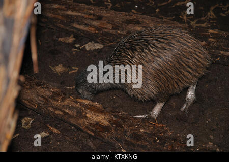 North Island brown Kiwi, Apteryx Australis, vergräbt seinen Schnabel in den Boden, auf der Suche nach Nahrung, Neuseeland Stockfoto