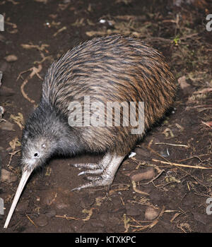 North Island brown Kiwi, Apteryx Australis, auf der Suche nach Nahrung in Neuseeland Busch einstellen Stockfoto