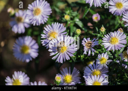 Biene auf Herbst Astern Blume Pollen sammeln (Apis mellifera) Stockfoto