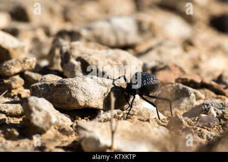 Käfer aus der Familie der darkling Käfer krabbelt auf Steinen (Pimelia bipunctata) Stockfoto