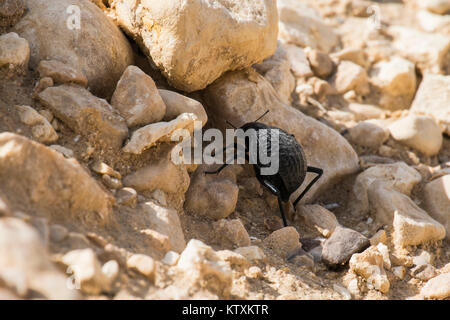 Käfer aus der Familie der darkling Käfer sitzt zwischen den Steinen (Pimelia bipunctata) Stockfoto