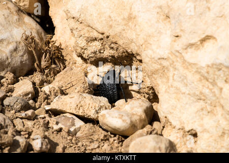 Käfer aus der Familie der darkling Käfer sitzt zwischen den Steinen (Pimelia bipunctata) Stockfoto