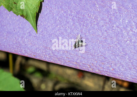 Blaue flasche Fliegen sitzt auf einem lila Holz- Oberfläche (Calliphora vomitoria) Stockfoto