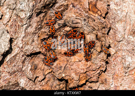 Klumpen von firebug auf der Rinde eines Baumes (Pyrrhocoris apterus) Stockfoto