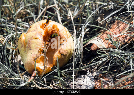 Gemeinsame grüne Flasche Fliegen sitzen auf einem gefallenen Birne Obst (Lucilia sericata) Stockfoto