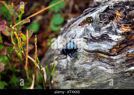 Mistkäfer kriechen auf einer trockenen Stamm eines Baumes (Anoplotrupes stercorosus) Stockfoto