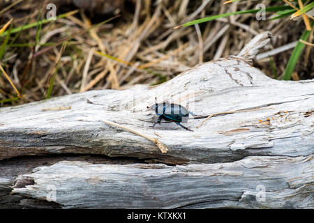 Mistkäfer kriechen auf einer trockenen Stamm eines Baumes (Anoplotrupes stercorosus) Stockfoto