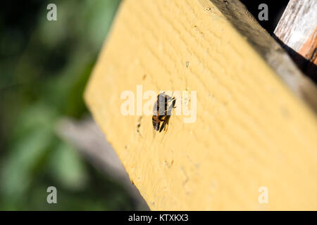 Drohne fliegen sitzt auf einem Holz- Oberfläche (Eristalis Tenax) Stockfoto