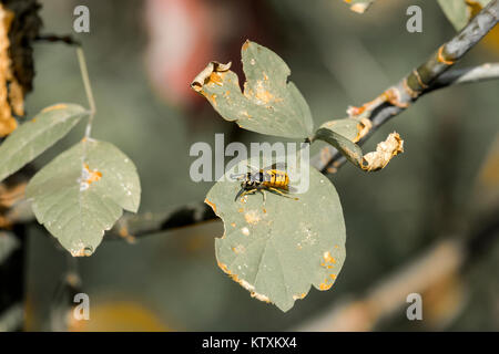 Europäische Wespe kriecht auf das Blatt von einem Baum (Vespula vulgaris) Stockfoto