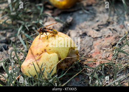 Europäischen Hornet sitzt auf einem gefallenen Birne Obst (Vespa crabro) Stockfoto