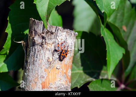 Zwei Käfer von firebug Sitzen auf einem hölzernen peg (Pyrrhocoris apterus) Stockfoto