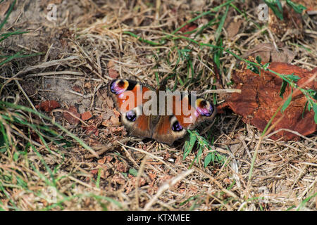 Schmetterling Peacock Eye (Inachis io) Stockfoto