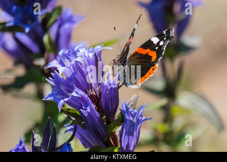 Tagsüber Schmetterling Rot Admiral sitzt auf einer Blume von Willow Enzian (Vanessa atalanta) Stockfoto