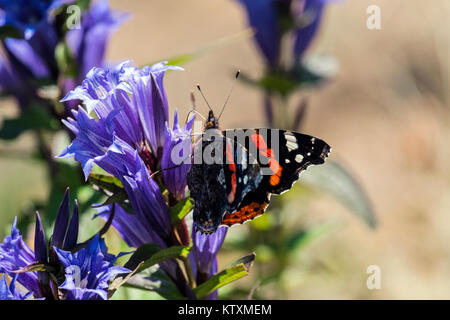 Tagsüber Schmetterling Rot Admiral sitzt auf einer Blume von Willow Enzian (Vanessa atalanta) Stockfoto