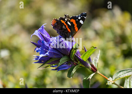 Tagsüber Schmetterling Rot Admiral sitzt auf einer Blume von Willow Enzian (Vanessa atalanta) Stockfoto