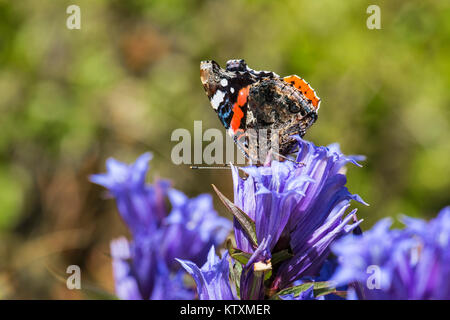 Tagsüber Schmetterling Rot Admiral sitzt auf einer Blume von Willow Enzian (Vanessa atalanta) Stockfoto