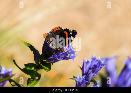 Tagsüber Schmetterling Rot Admiral sitzt auf einer Blume von Willow Enzian (Vanessa atalanta) Stockfoto