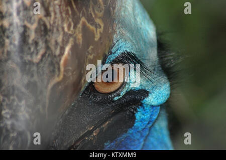 Portrait von cassowary, Casuarius casuarius, Queensland, Australien Stockfoto